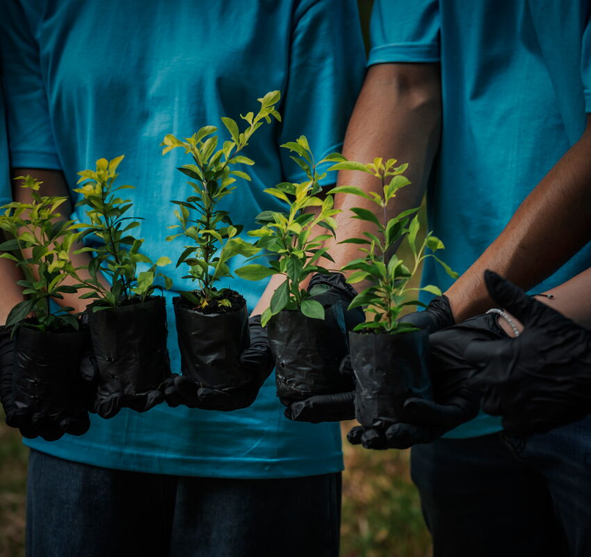 people planting trees