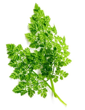 local marketing agency