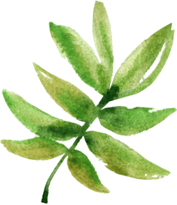 tropical leaf for theming