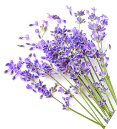 small business marketing companies