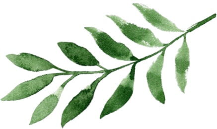 tropical leaf for theming