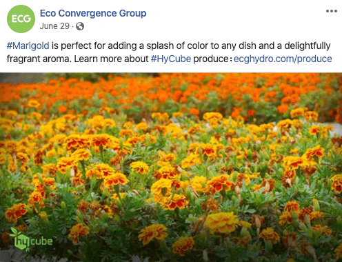 social media marketing