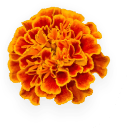 graphic design agency