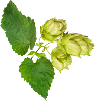 Web Design and Development